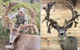 P&Y Club to Consider Potential Velvet World Record Non-Typical Mule Deer